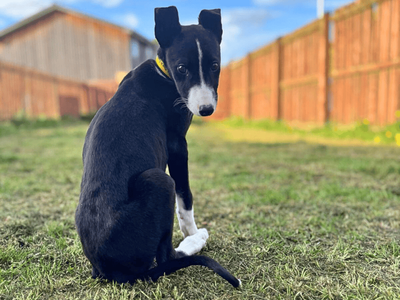 Lavender Longlegs | Lurcher | Dundee rehoming - 3