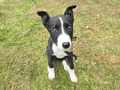 Lavender Longlegs | Lurcher | Dundee rehoming - 1