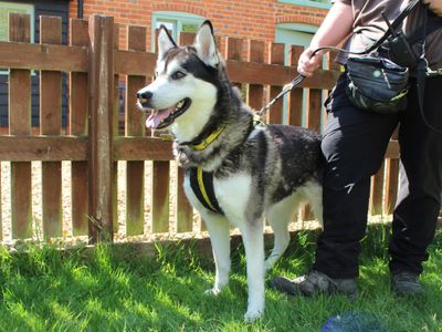Kyla | Siberian Husky | Newbury (Berkshire) - 3