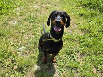 Rupert | Dachshund (Smooth Haired) Cross | Shrewsbury (Shropshire) - 2