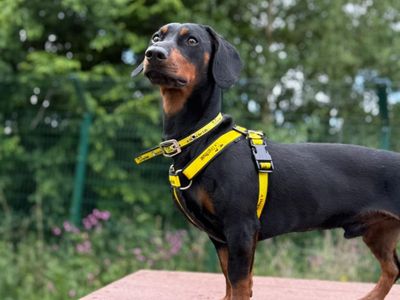 Rupert | Dachshund (Smooth Haired) Cross | Shrewsbury (Shropshire) - 3