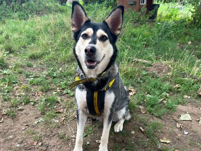 Gale | Siberian Husky | Snetterton (Norfolk) - 3