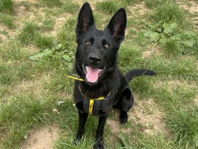 Heather | German Shepherd Dog | Snetterton (Norfolk) - 1