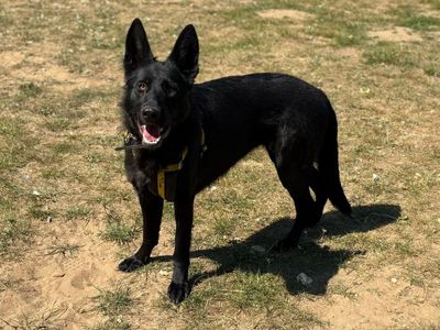 Heather | German Shepherd Dog | Snetterton (Norfolk) - 3