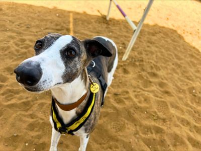 Tottie | Whippet | Salisbury (Wiltshire) - 3