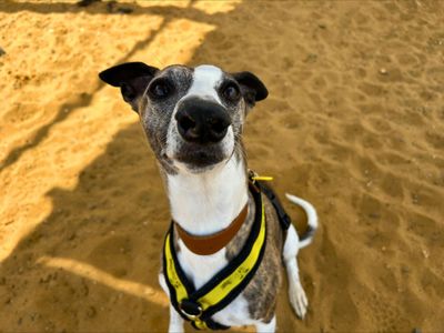 Tottie | Whippet | Salisbury (Wiltshire) - 5
