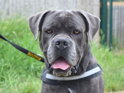 Bruno | Italian Corso Dog | Harefield West London - 3