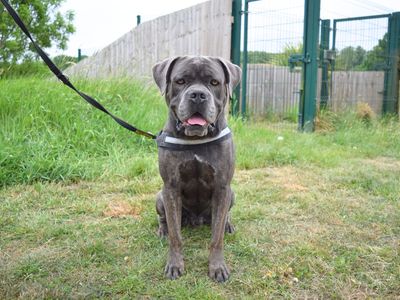 Bruno | Italian Corso Dog | Harefield West London - 1
