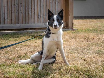 Lily | Collie (Border) | Loughborough - 5
