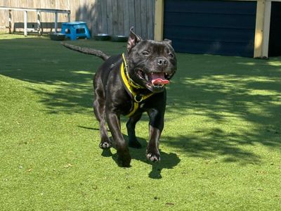 Aston | Terrier (Staffordshire Bull) | Harefield West London - 2