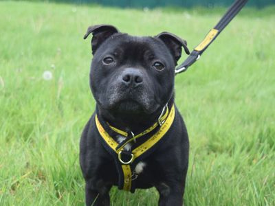 Aston | Terrier (Staffordshire Bull) | Harefield West London - 3