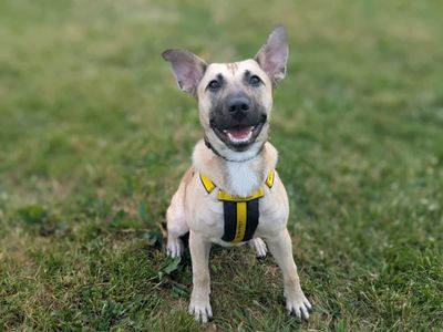 Peaches | German Shepherd Dog Cross | Darlington - 5