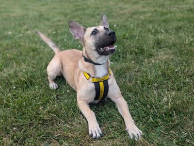 Peaches | German Shepherd Dog Cross | Bridgend (Wales) - 5