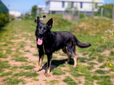 Frankie | German Shepherd Dog | Cardiff - 3