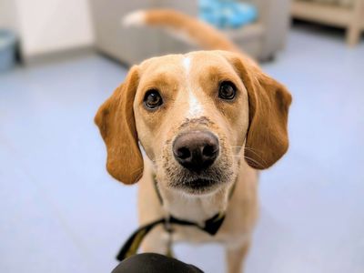 Swede | Beagle Cross | Cardiff - 3
