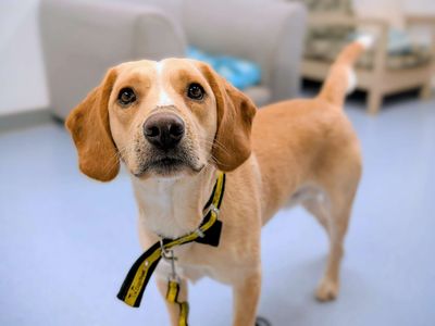 Swede | Beagle Cross | Cardiff - 2