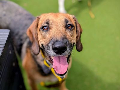 Carrot | Beagle Cross | Cardiff - 2