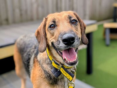Carrot | Beagle Cross | Cardiff - 3