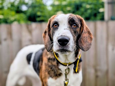 Sweetcorn | Beagle Cross | Cardiff - 5