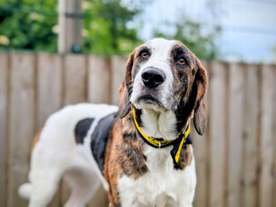 Sweetcorn | Beagle Cross | Cardiff - 3