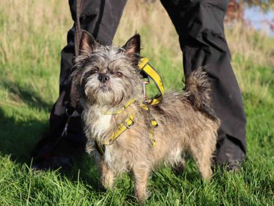 Murphy | Terrier (Yorkshire) Cross | Darlington - 3