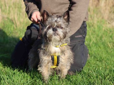 Murphy | Terrier (Yorkshire) Cross | Darlington - 2