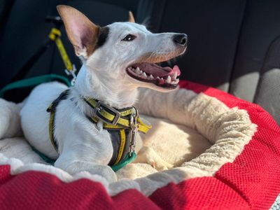 Chaz | Terrier (Jack Russell) | Kenilworth (West Midlands) - 1