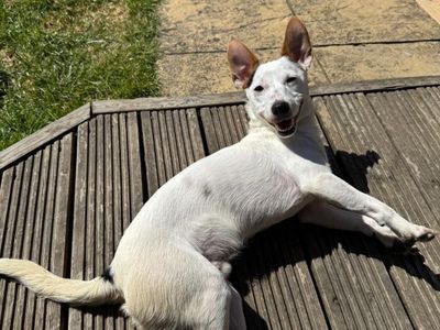 Chaz | Terrier (Jack Russell) | Kenilworth (West Midlands) - 3