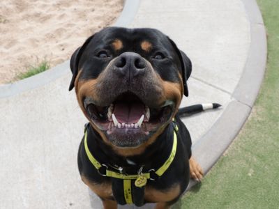 Rocco | Rottweiler | Evesham (Worcestershire) - 3