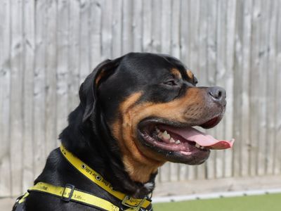 Rocco | Rottweiler | Evesham (Worcestershire) - 5