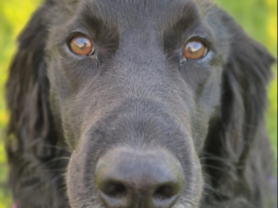 Tobias | Spaniel (English Springer) Cross | Loughborough - 3