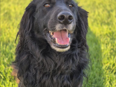 Tobias | Spaniel (English Springer) Cross | Loughborough - 1