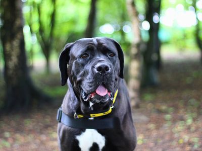 Buttercup | Italian Corso Dog | Glasgow - 3