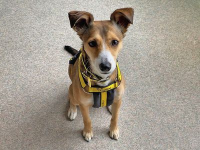 Biba | Terrier (Jack Russell) Cross | Basildon (Essex) - 3