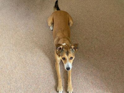 Biba | Terrier (Jack Russell) Cross | Basildon (Essex) - 1