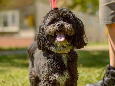 Onyx | Lhasa Apso | Kenilworth (West Midlands) - 3