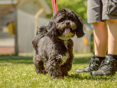 Onyx | Lhasa Apso | Kenilworth (West Midlands) - 2