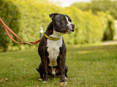 Berilo | Terrier (Staffordshire Bull) | Kenilworth (West Midlands) - 3