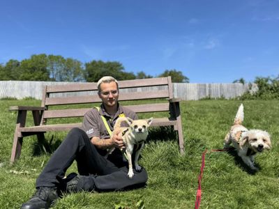 Joe | Chihuahua (Smooth Coat) | Bridgend (Wales) - 3