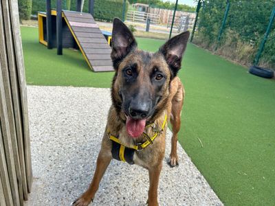 Queen Bee | Belgian Shepherd Dog (Malinois) | Basildon (Essex) - 3