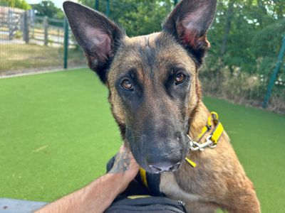 Queen Bee | Belgian Shepherd Dog (Malinois) | Basildon (Essex) - 5