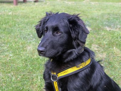 Kong | Crossbreed | Merseyside (Liverpool) - 2