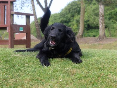 Kong | Crossbreed | Merseyside (Liverpool) - 3