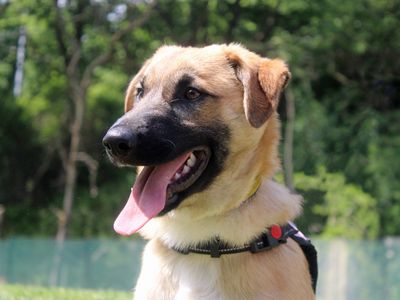 Faith | Crossbreed | Merseyside (Liverpool) - 2