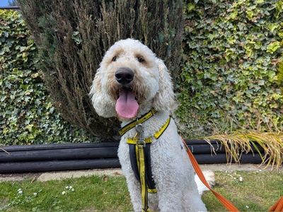 Ollie | Retriever (Golden) Cross | West Calder (Edinburgh) - 1