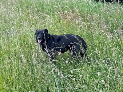 Ruby | Retriever (Labrador) Cross | Merseyside (Liverpool) - 5