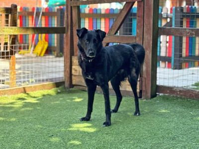 Ruby | Retriever (Labrador) Cross | Merseyside (Liverpool) - 3