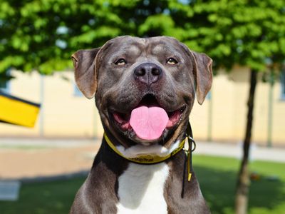 Star | Terrier (Staffordshire Bull) Cross | Manchester - 3