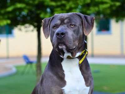 Star | Terrier (Staffordshire Bull) Cross | Manchester - 5