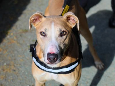 Frank | Lurcher | Manchester - 3